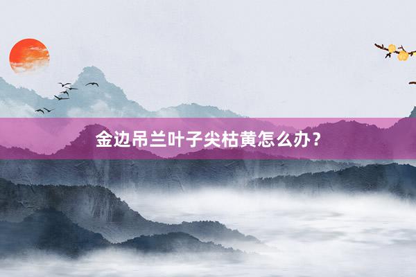 金边吊兰叶子尖枯黄怎么办？